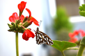 a beautiful monarch butterfly perched on a geranium flower in the backyard of my house