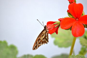 a beautiful monarch butterfly perched on a geranium flower in the backyard of my house