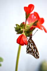 a beautiful monarch butterfly perched on a geranium flower in the backyard of my house