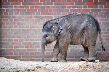 Asiatische Elefanten ( Elephas maximus indicus ).