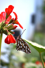 a beautiful monarch butterfly perched on a geranium flower in the backyard of my house