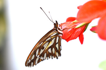 a beautiful monarch butterfly perched on a geranium flower in the backyard of my house