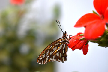 a beautiful monarch butterfly perched on a geranium flower in the backyard of my house