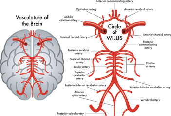 Schematic medical illustration of Circle of Willis, a part of the vasculature of the brain, with annotations.