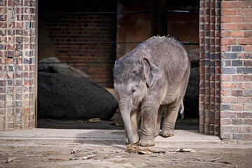 Obraz premium Asiatische Elefanten ( Elephas maximus indicus ).