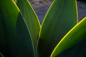 Close-up with selective focus of Agave Attenuata plant. Agave attenuata is a large evergreen succulent that is commonly known as fox tail agave, in Brazil