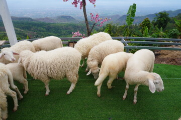 Funny sheep. Portrait of sheep showing tongue.