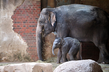Asiatische Elefanten ( Elephas maximus indicus ).