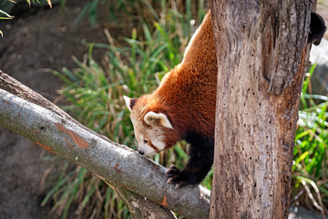 Nepalesischer Roter Panda ( Ailurus fulgens ), auch Kleiner Panda , Katzenbär , Bärenkatze ,...