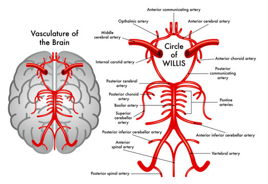 Schematic medical illustration of Circle of Willis, a part of the vasculature of the brain, with annotations.