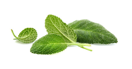 Sage leaves isolated on white background cutout. Close up studio shot of fresh green sage herb leaves isolated on white background.