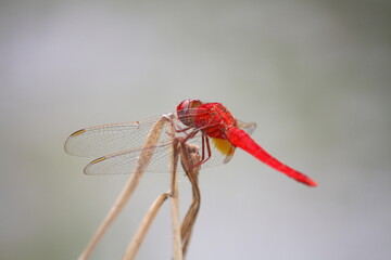 Beautiful red dragonfly in my garden.