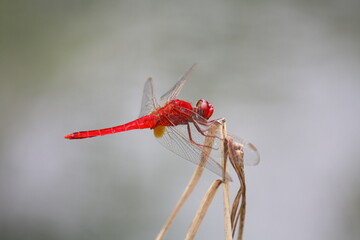 Beautiful red dragonfly in my garden.