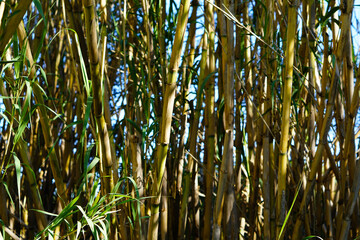 green background, bamboo canes with sun light, common cane
Arundo donax
