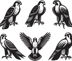 falcon vector ilastration
