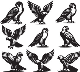 falcon vector ilastration