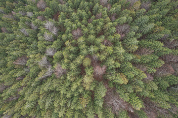 Springtime gloomy landscape of the green forest