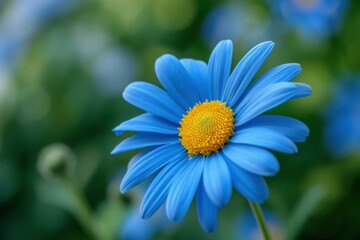 Obraz premium Close-up of a stunning blue daisy with a yellow center against a soft-focus green background