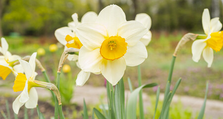 Bright Daffodils. Narcissus, white petal with yellow cup in the garden.