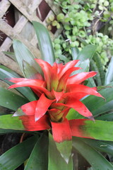 red and yellow flower