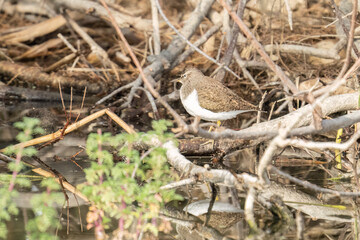 A Common Sandpiper Hidden in Water Edge Vegetation