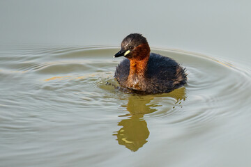 A Little Grebe Swimming in a Pond