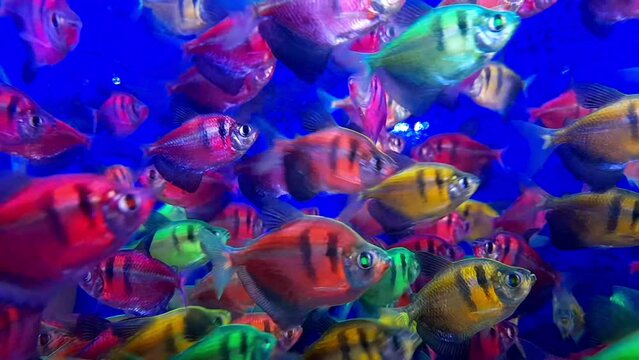Selective focus a school of tetra fish and glofish, known for their small size, bright colors, and ease of care, swimming in a tranquil blue aquatic environment, calming rhythms for relaxation.