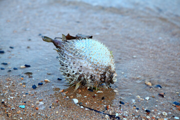 Dead Porcupine fish isolated on a beach background