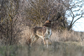 Expressive male fallow deer, a candid moment in the wild. Captured in its natural habitat, the fallow deer’s gesture adds a unique charm to the scene, perfect for illustrating animal emotions.