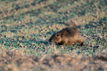 Invasive nutria from South America, a threat to agriculture. Nutria foraging at dawn.