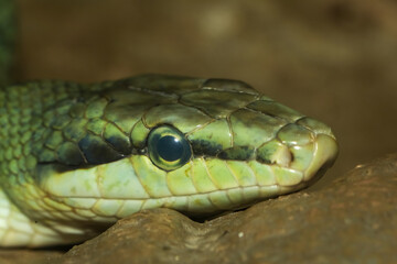 Close up head red tailed rat snake in garden