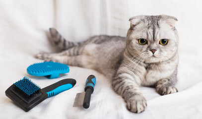 Gray cat and grooming brushes lying on white fabric background