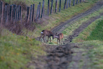Playful male roe deers in spring, their velvet antlers a sign of the season. Captured in a rural setting, this image highlights the spirited life and natural behaviors of wildlife.