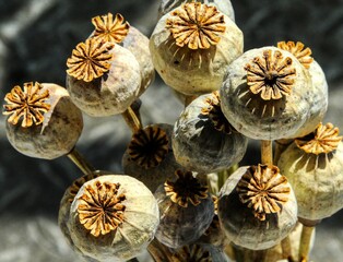 poppy seed heads
