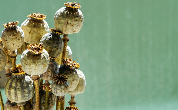 Papaver somniferum