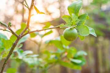 Close up of Lemons from a tree in a lemon grove. Selective focus. Copy space. 