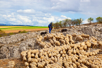 A shepherd leading a flock of sheep to graze...