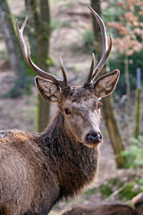 Rothirsch ( Cervus elaphus ).