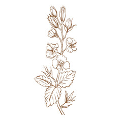 An elegant flower. Umbellate inflorescence. Vector illustration. Sketch graphics.