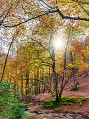 Camins del GR11 🇵🇱 Hayedo de&nbsp;Odia