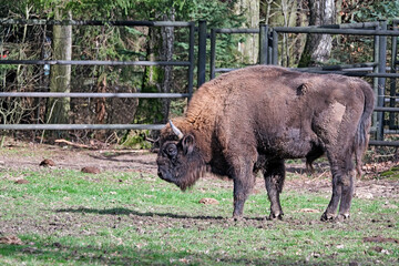 Wisent oder Europäische Bison ( Bos bonasus ).