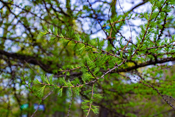 Vivid close-up of young green needles sprouting on a larch branch in early spring, showcasing the renewal and vibrant growth of seasonal nature