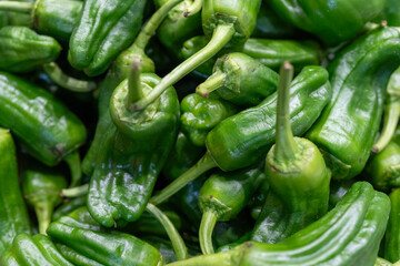 Fresh and Healthy Green Peppers: Nutritious Snack Vegetables Available at the Market. Organic, Tasty, and Full of Flavor, Perfect for a Nutritious Diet and Culinary Delights. Discover the Best in Fres