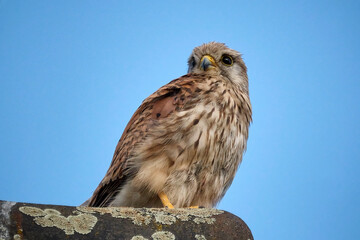 Turmfalke ( Falco tinnunculus ).