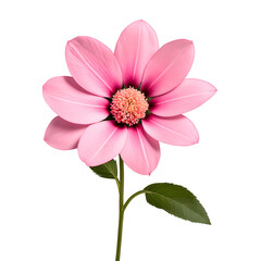 Obraz premium Pink flower isolated on a transparent background
