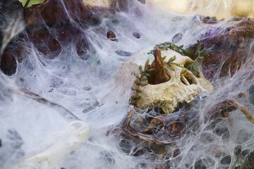 Crocodile, human skull, terrarium decoration, spider nests.