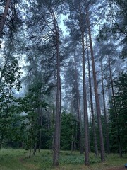 trees in the forest