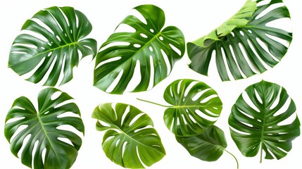 Assorted Monstera deliciosa leaves in various sizes arranged on a white background, showcasing lush green tropical foliage.