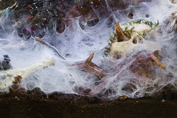Reptile terrarium, eerie decoration, spiderwebs, dry branches.