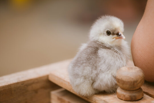 Young yellow chicks. Indoors chicken farm. selective focus.